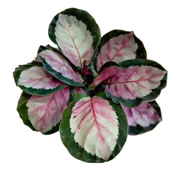 Calathea Roseopicta Rosy