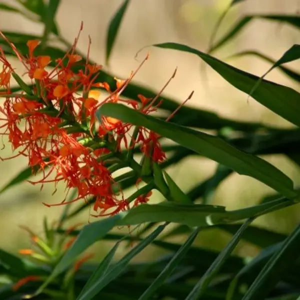 Hedychium coccineum 'Disney'