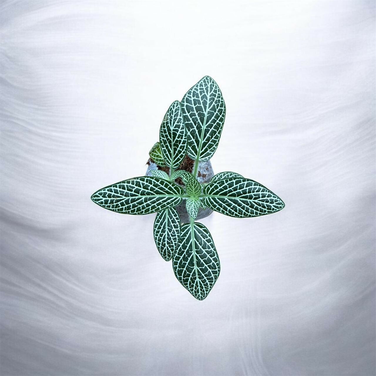 Fittonia-7 plants combo- Jiffy sized
