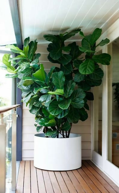 Ficus Lyrata Big leaf
