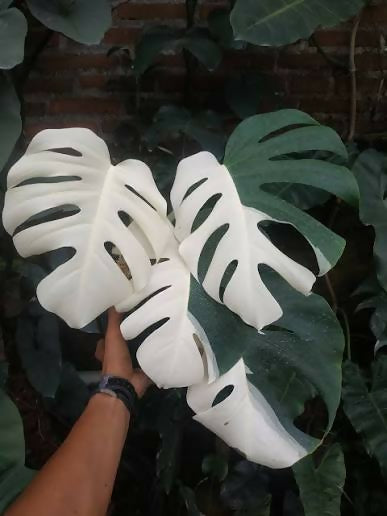 Monstera Albo Variegated white
