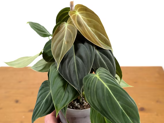 Philodendron melanochrysum