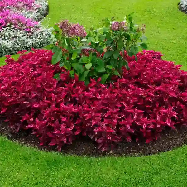 Iresine herbstii (Bloodleaf)