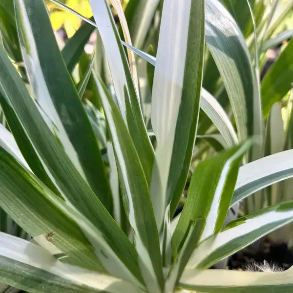 Iris Japonica Aphrodite Variegated