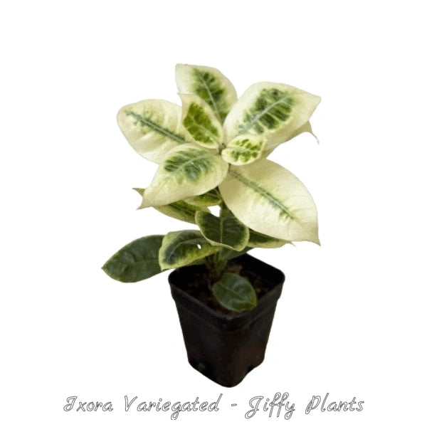 Ixora Variegated - Rare