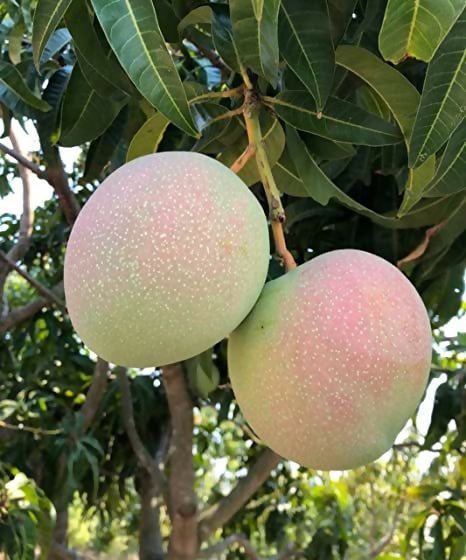 R2E2 Mango Live Plant (Mangifera indica)
