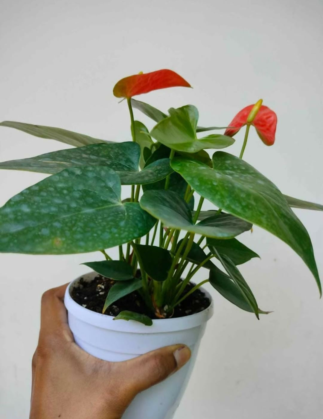 Anthurium Orange Bushy