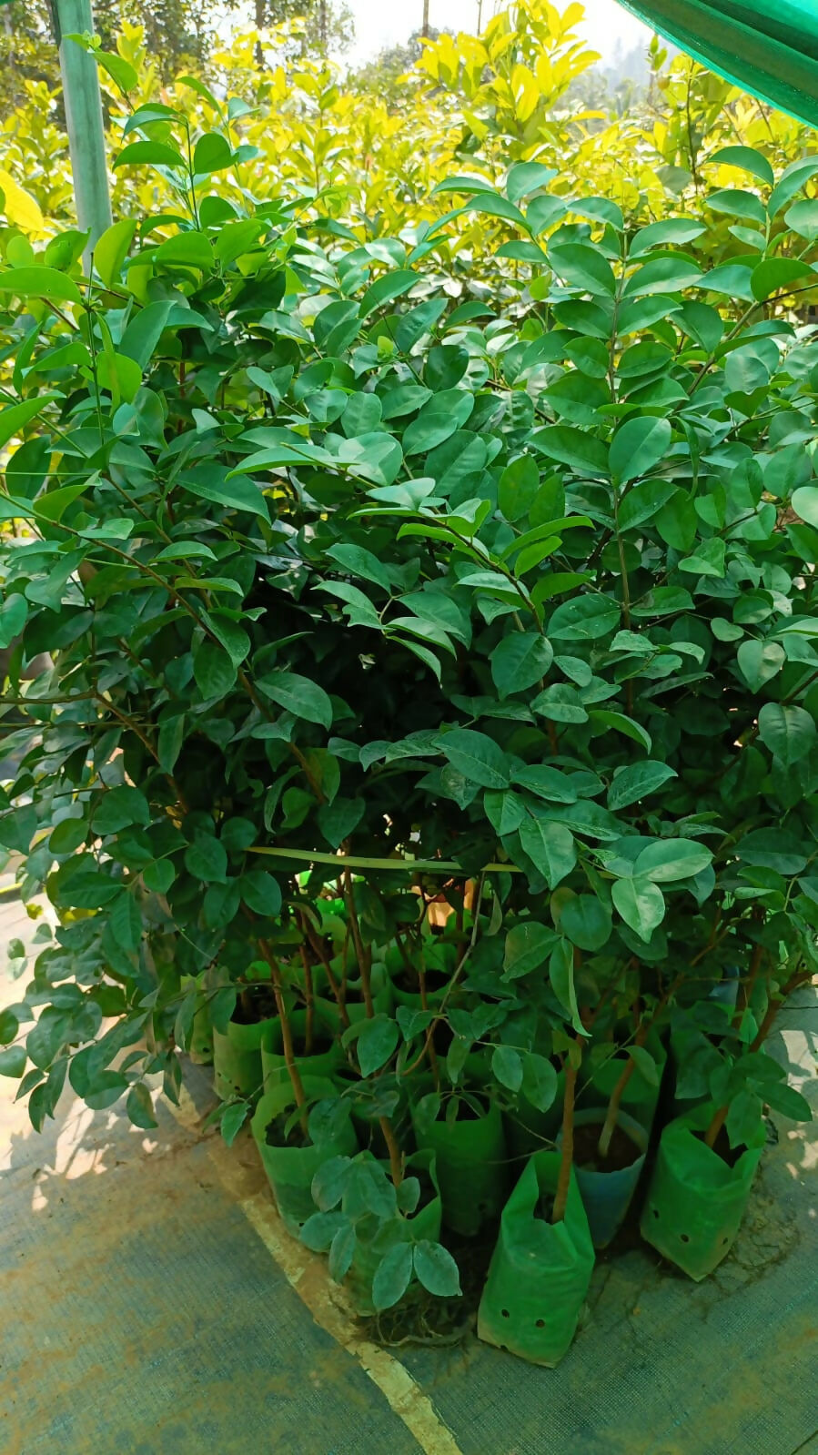 Rainforest Purple Guava – Live Sapling - Keyfarm Wayanad
