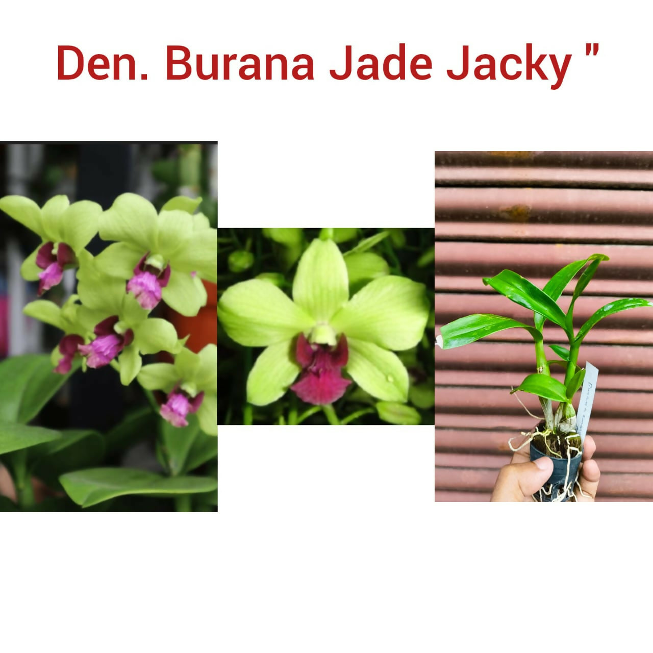 Dendrobium Orchid Burana Jade Jacky