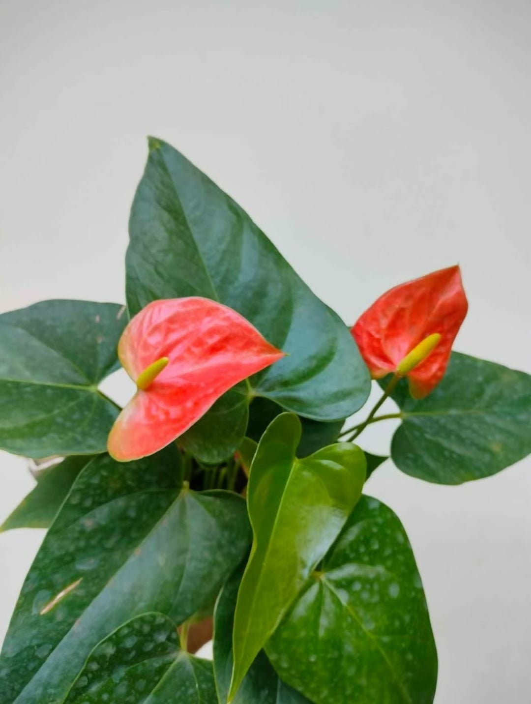 Anthurium Orange Bushy