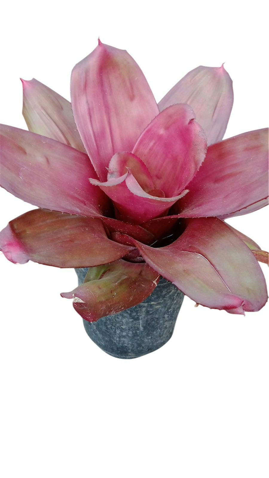 Bromeliad