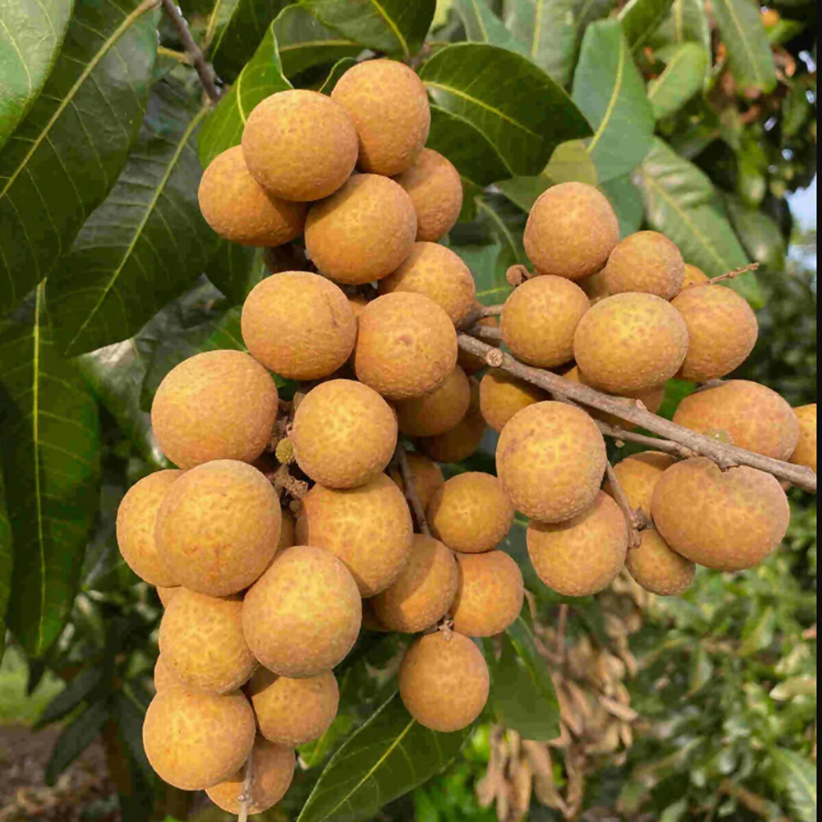 Longan fruit Plant (Dimocarpus Longan)