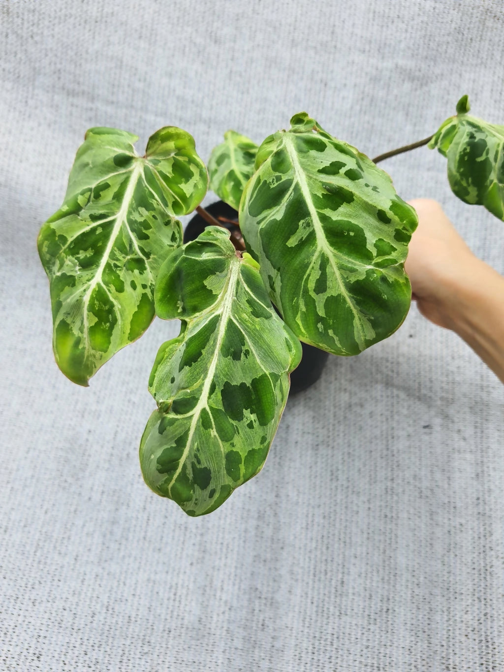 Philodendron Gloriosum Snow Leopard- Aloevera Greens
