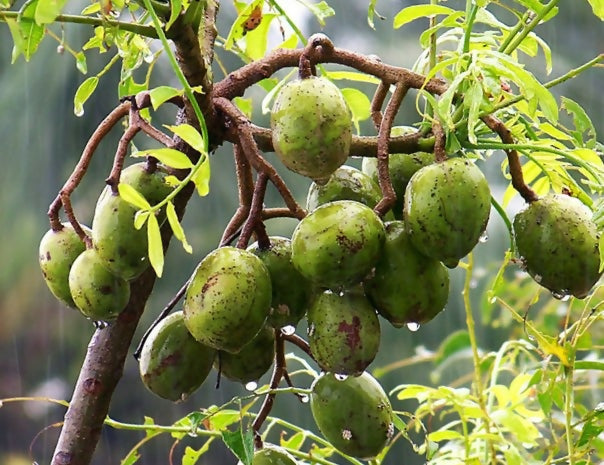 Sweet Ambarella Fruit Plants (Spondias Dulcis)