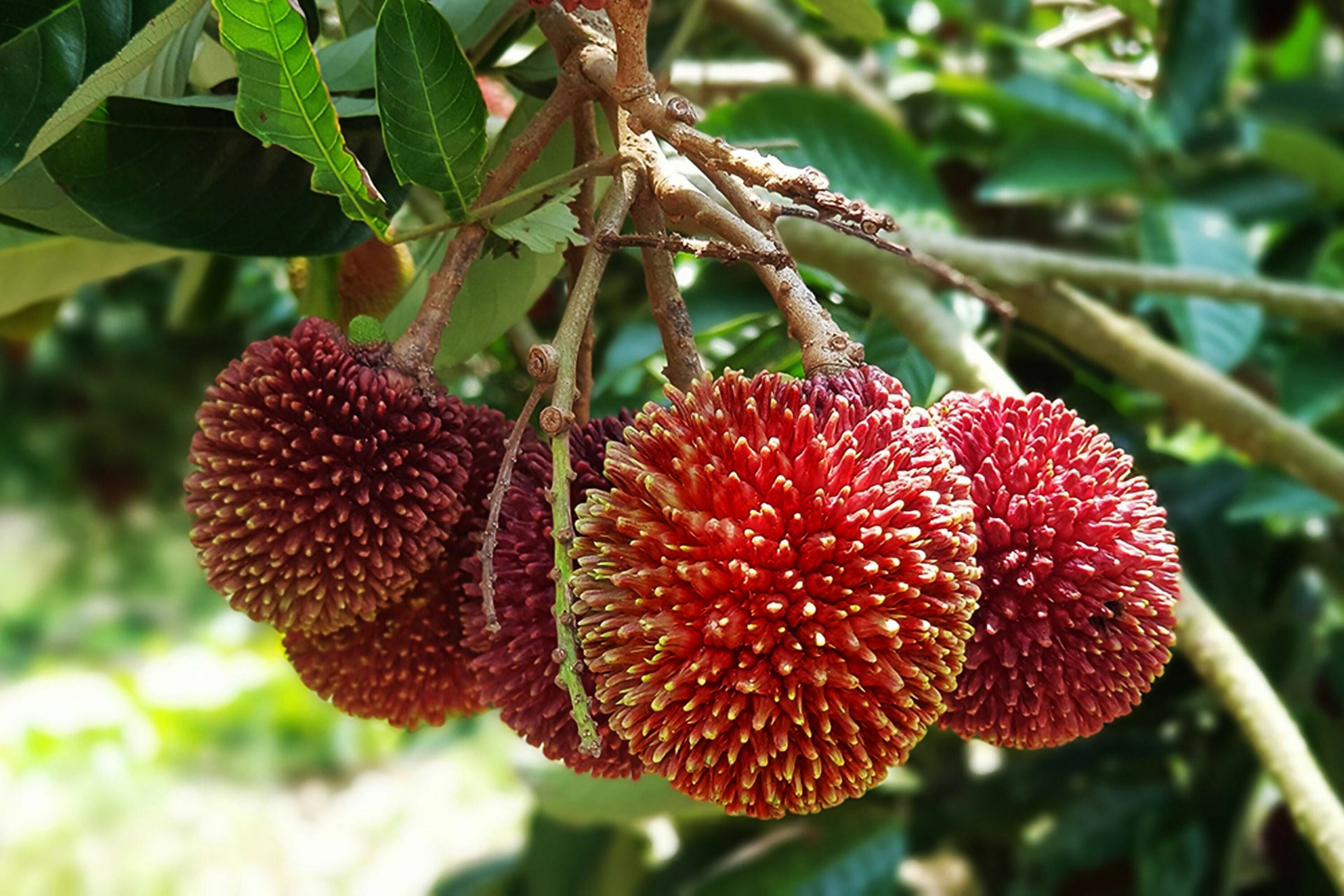 Pulasan Fruit Plants (Nephelium Mutabile)