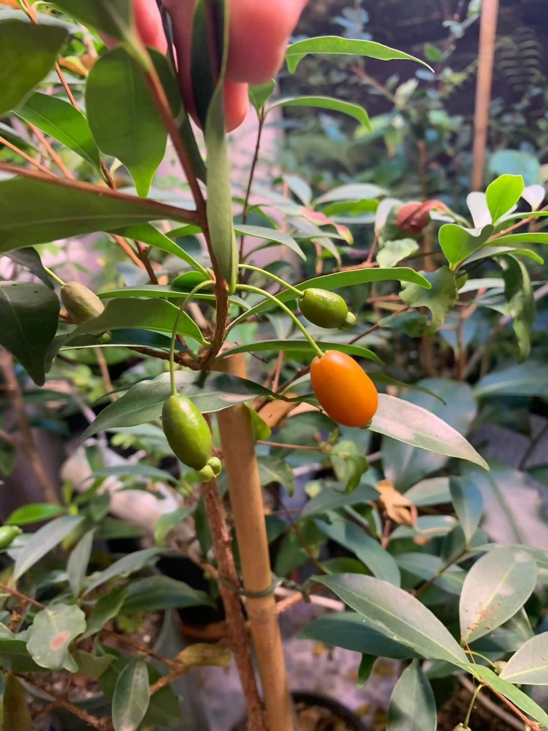 Pitanga de Perdiz Fruit Plants (Eugenia Observa)