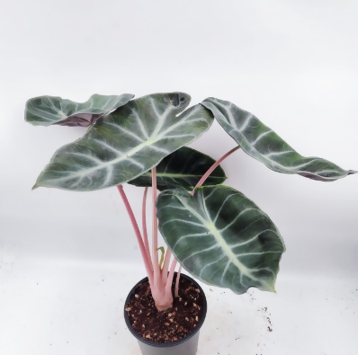 Alocasia Pink Dragon