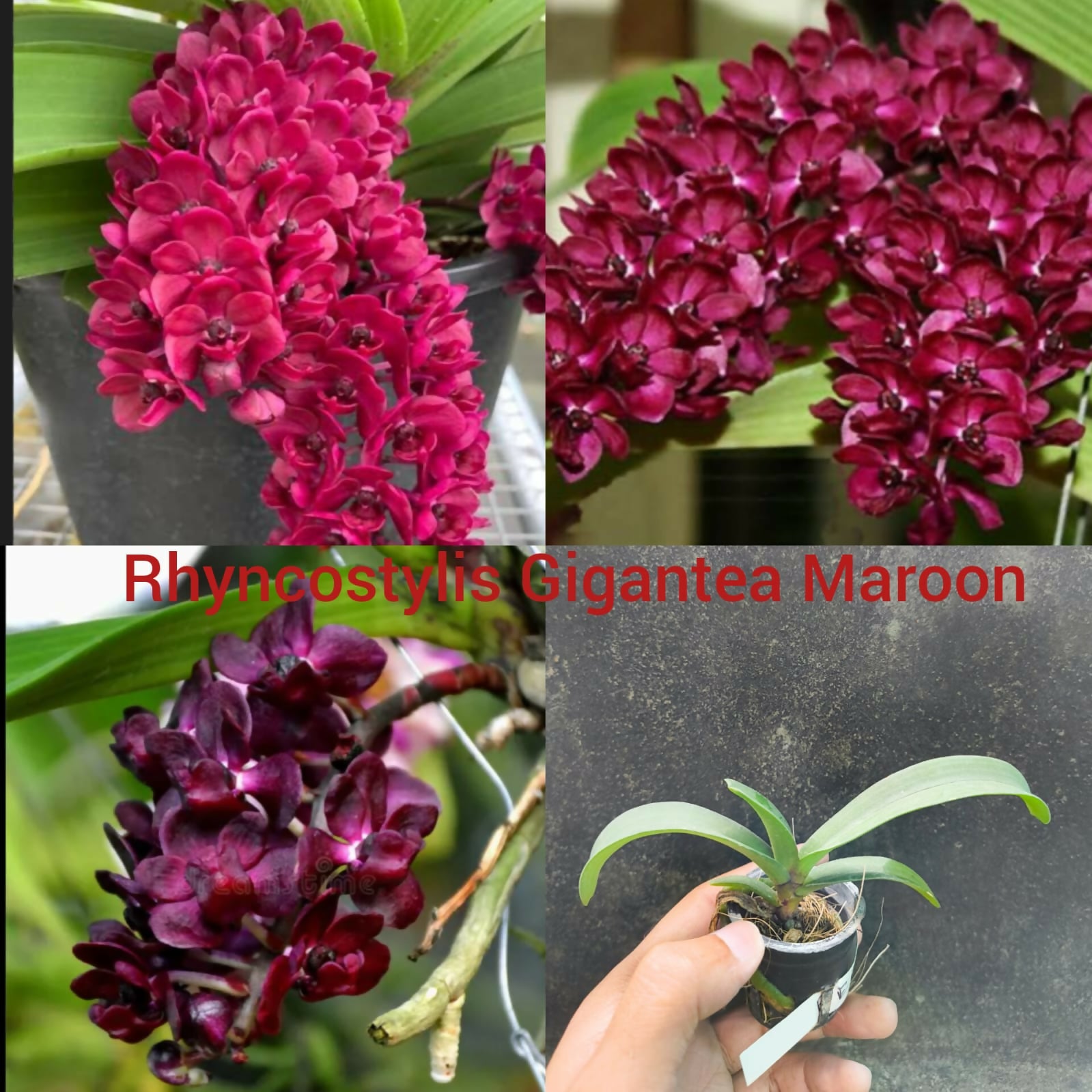 Rhyncostylis Orchid Gigantea Maroon