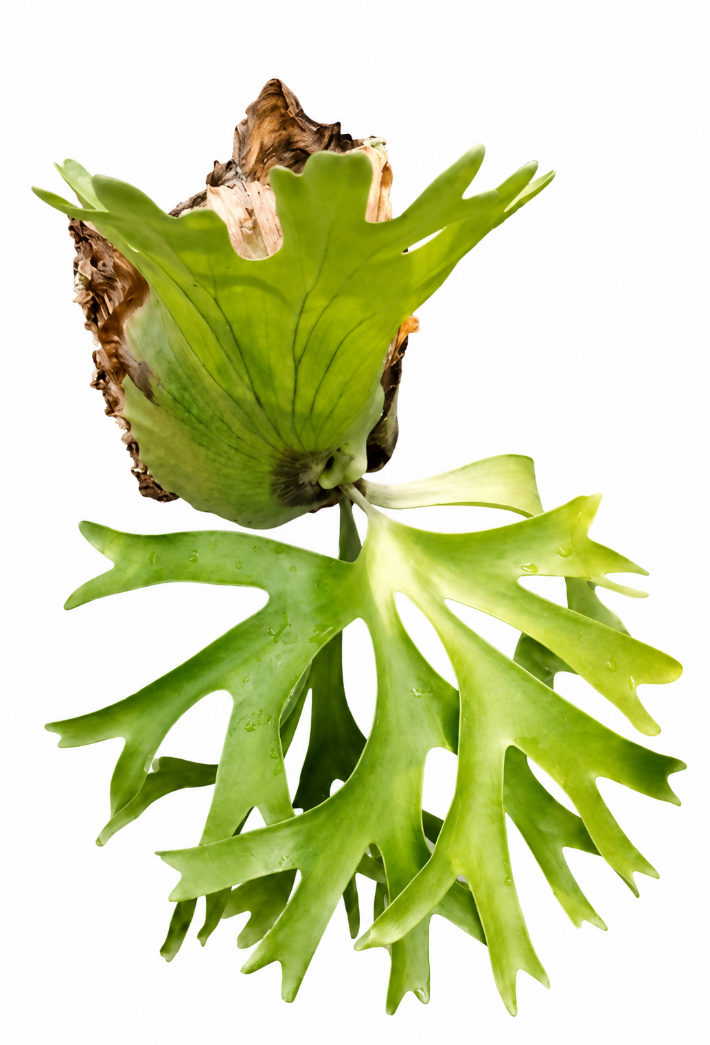 Platycerium Holttumii