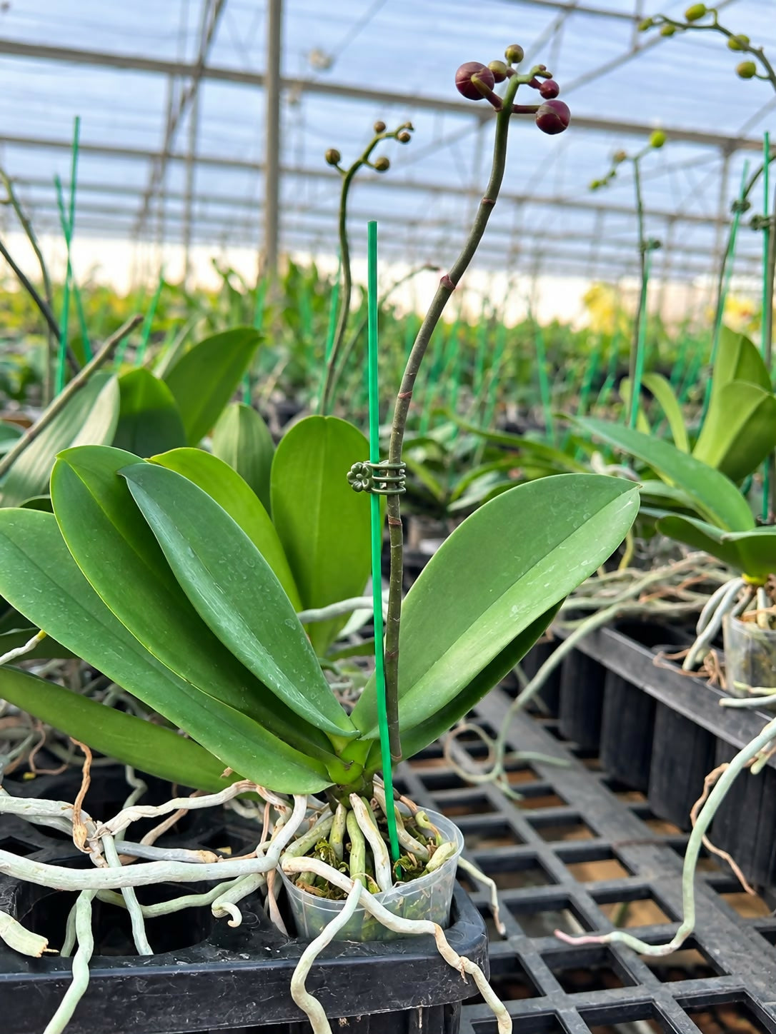 Phalaenopsis-1564