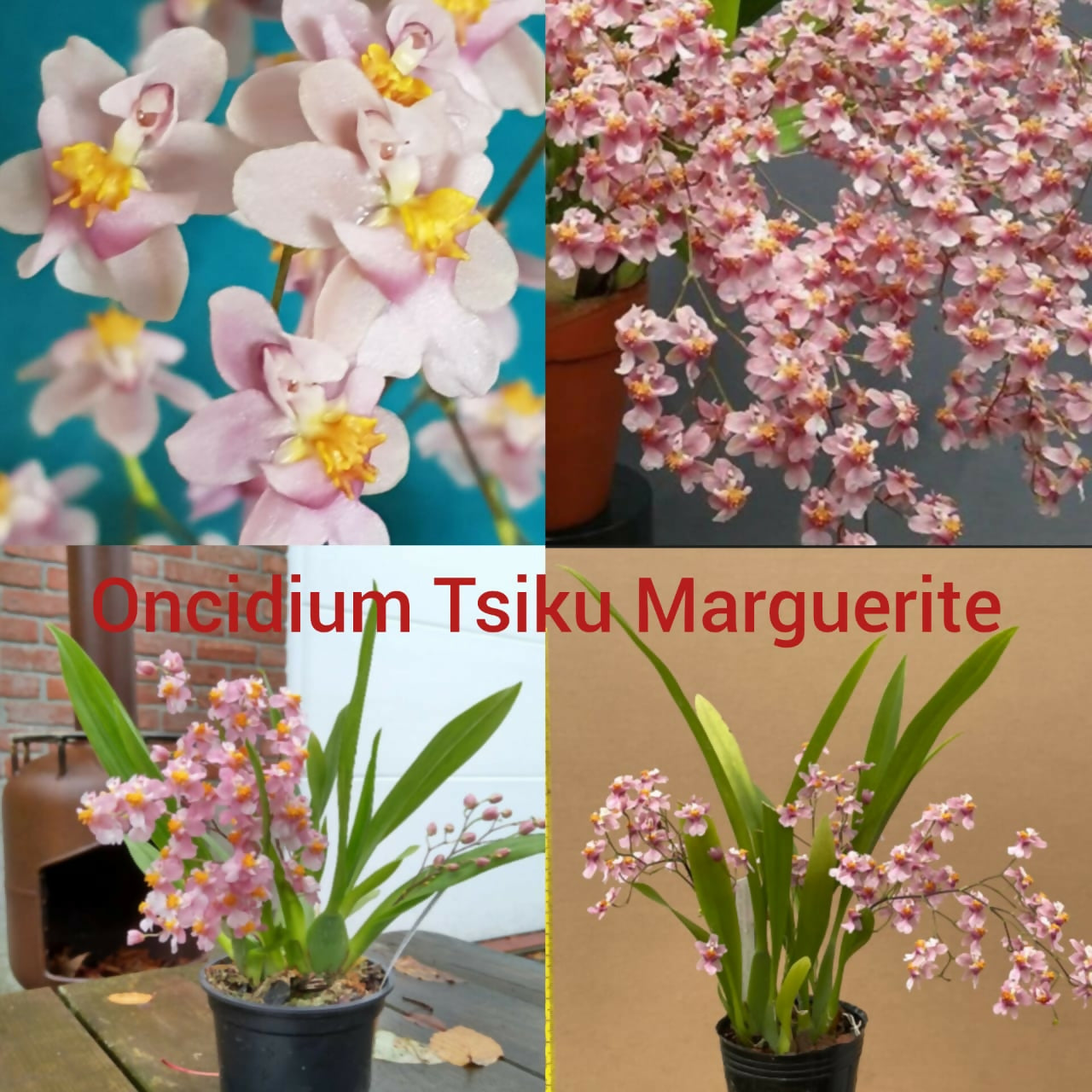 Oncidium Orchids Tsiku Marguerite