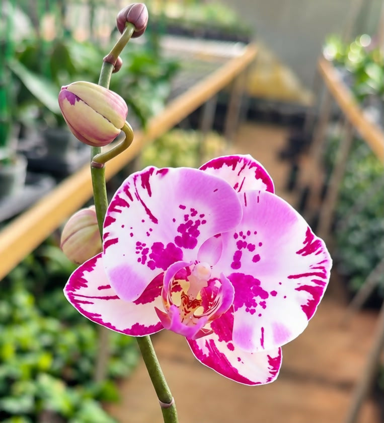 Phalaenopsis-1564