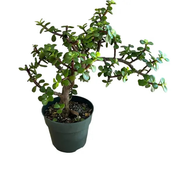 Jade Plant