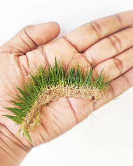 Japanese Dwarf Hairgrass/ Eleocharis Parvula 'Japanese' (1 bunch)