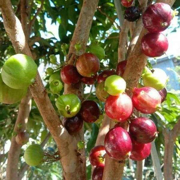Jaboticaba Precoce Fruit Plant (Brazilian Grape Tree)