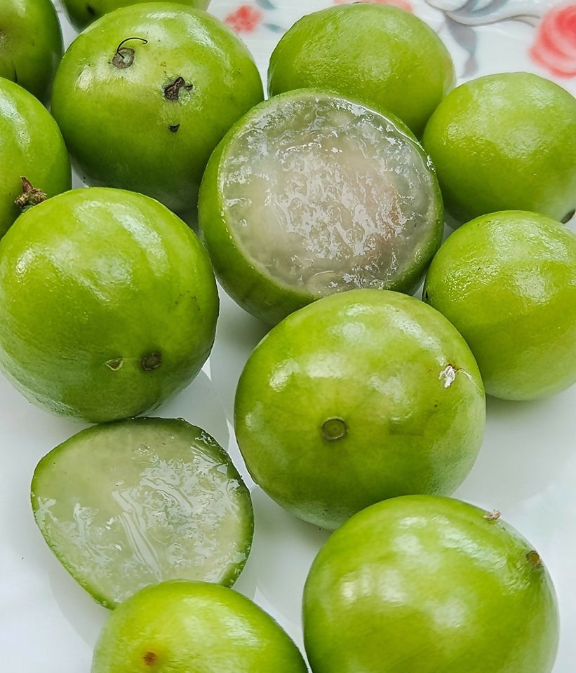 Jaboticaba Branca Fruit Plant (Phitrantha Branca)