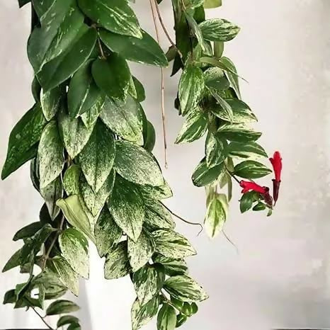 Curly hoya lipstick plant(Aeschynanthus radicans 'Curly' variegated)