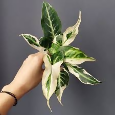 Syngonium 'Starlite'