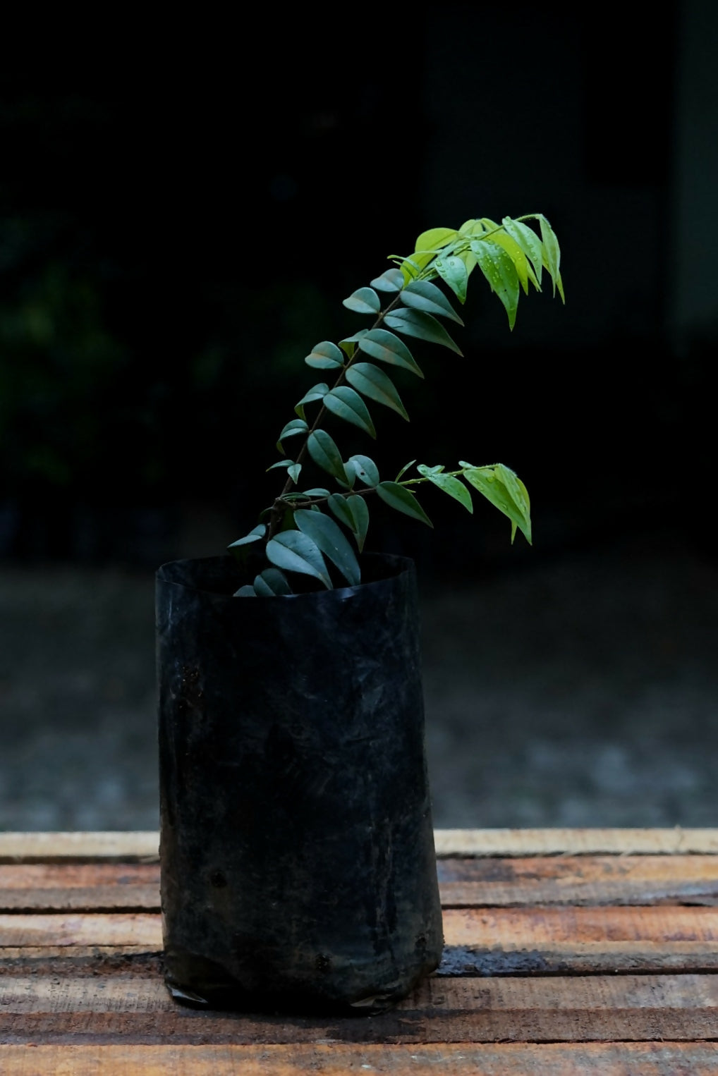 Yellow Jaboticaba Fruit Plants (Myrciaria Glazioviana)