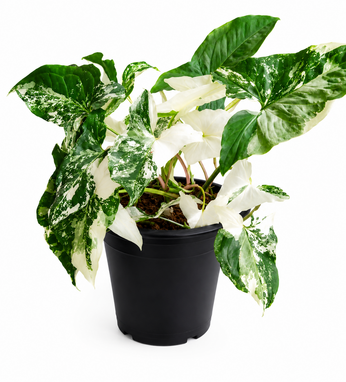 Syngonium Albo Variegata Live Plant - Easy Care