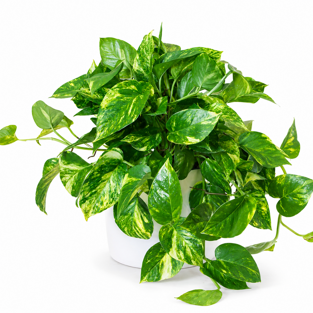 Golden Pothos Indoor Plant | Easy Care | Air Purifier