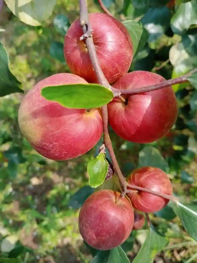 Ber Apple Red Fruit Plants (Ziziphus Mauritiana)