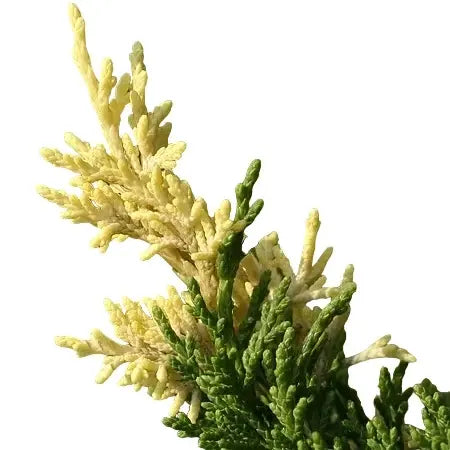 London Pine Variegated - Rare