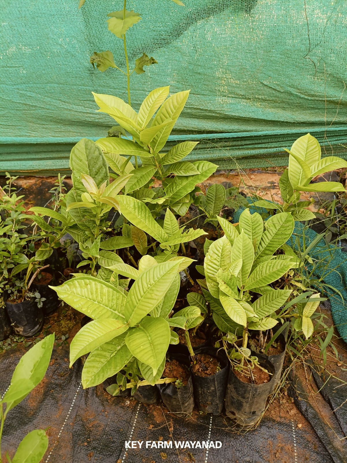 Lipote – Rare Tropical Live Grafted - Keyfarm Wayanad