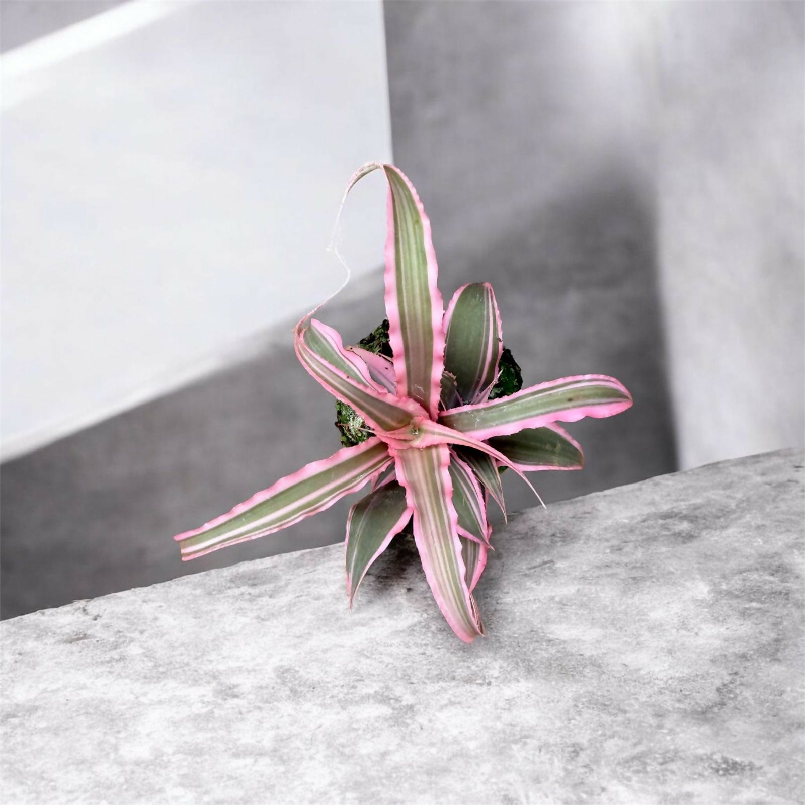 Cryptanthus combo- Jiffy sized