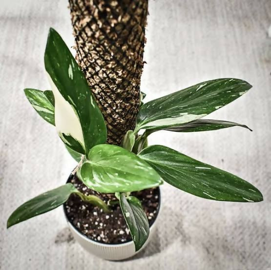 Monstera standleyana