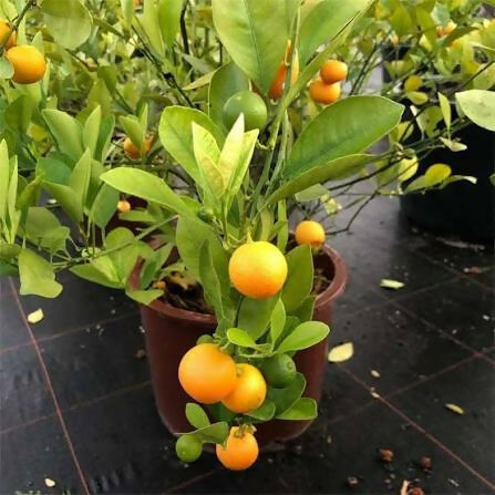 Bush Orange Plant - Live Fruit Tree - Keyfarm Wayanad