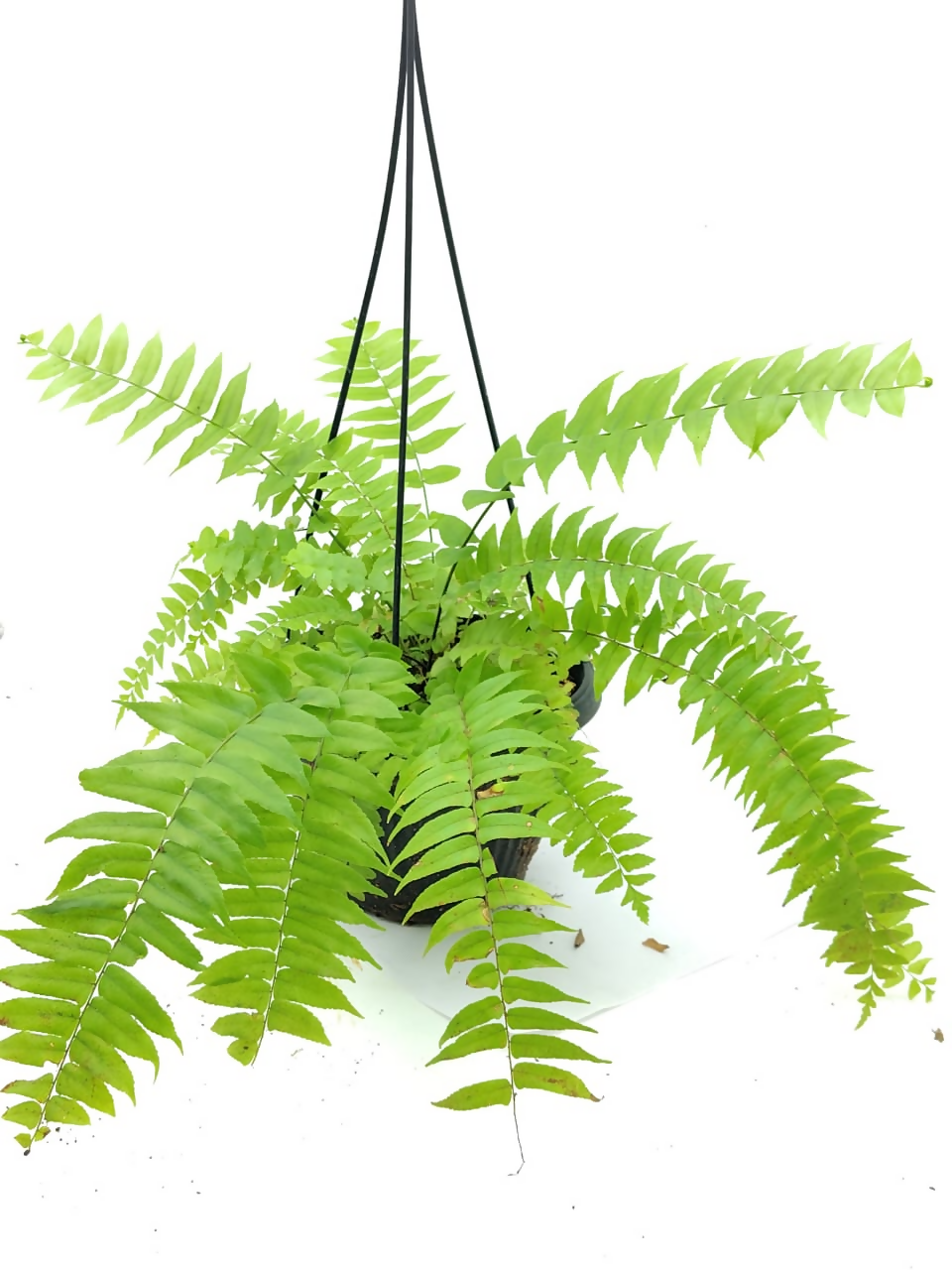 Macho Fern – Exotic Starter TC Plant - Ethereal DNA