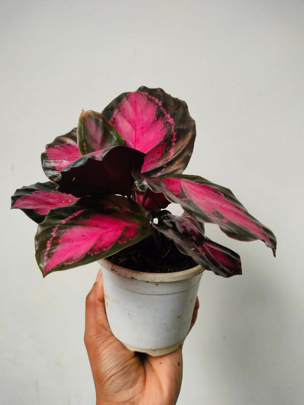 Calathea Crimson Rusco Indoor Plant (30-45 cm Tall)