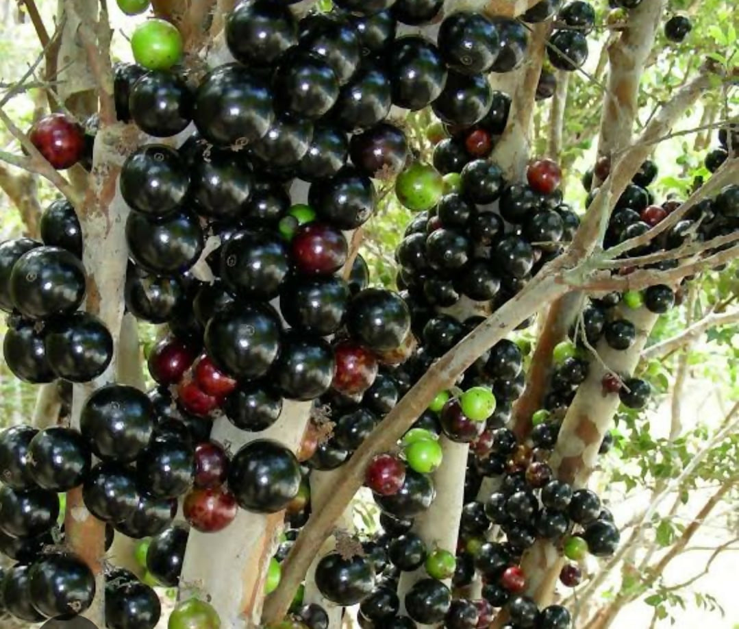 Red Hybrid Jaboticaba – Live Grafted - Keyfarm Wayanad
