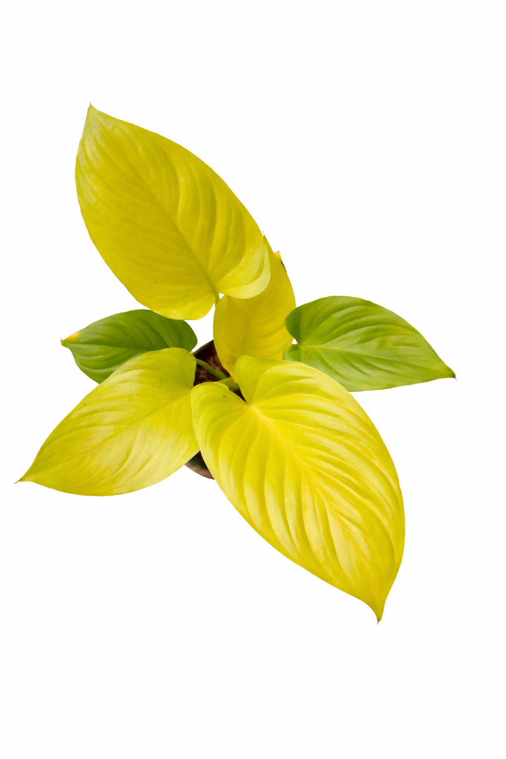 The Lush Flora Homalomena Gold Indoor Plant