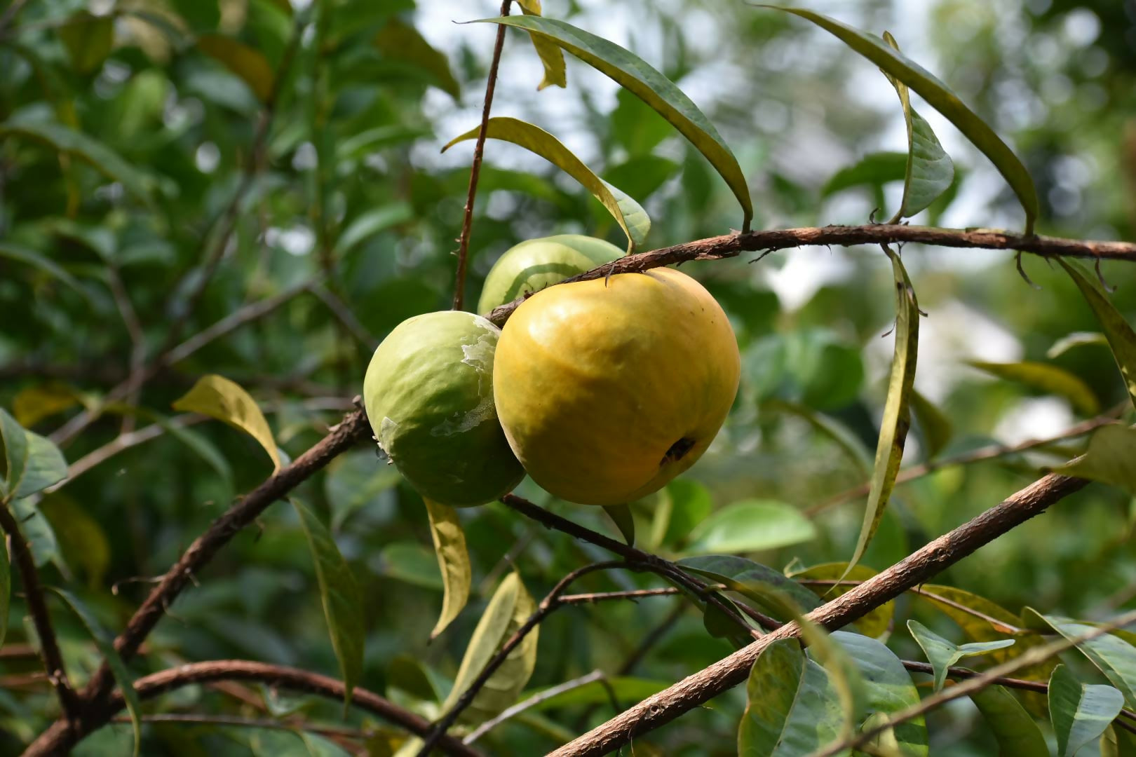 Araza Boi fruit Plants (Eugenia Stipitata)