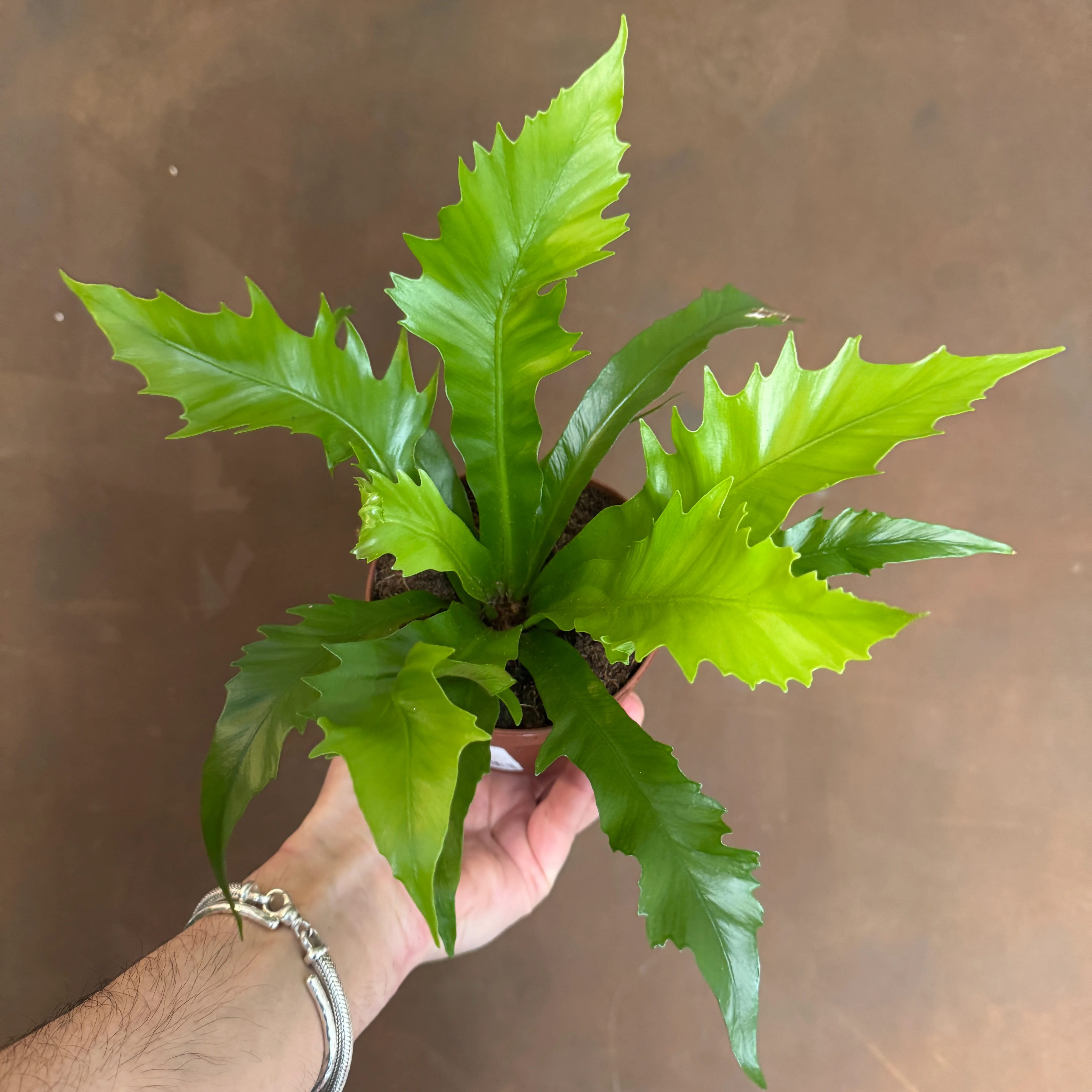 Asplenium antiquum 'Gioia'