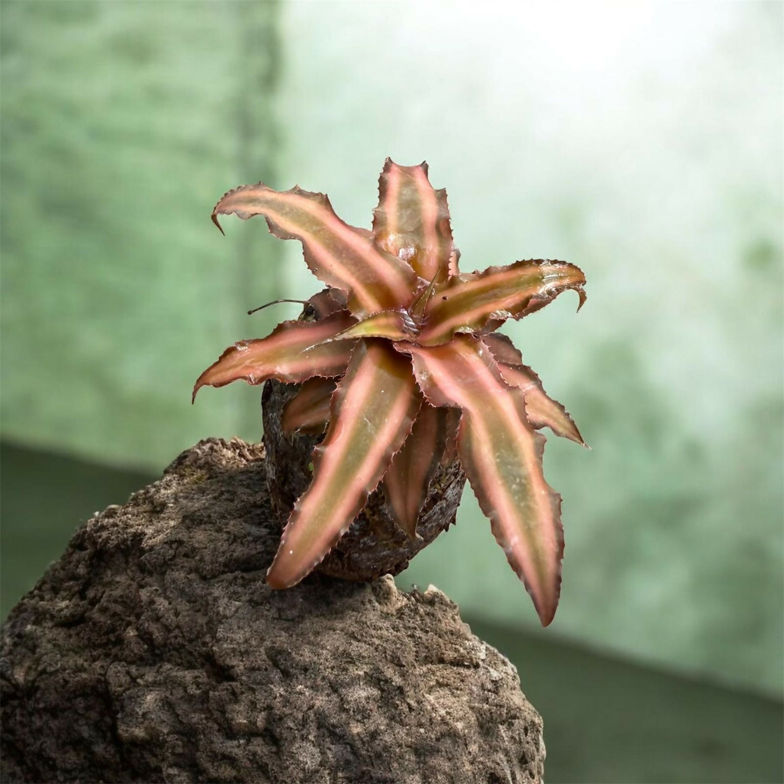 Cryptanthus combo- Jiffy sized