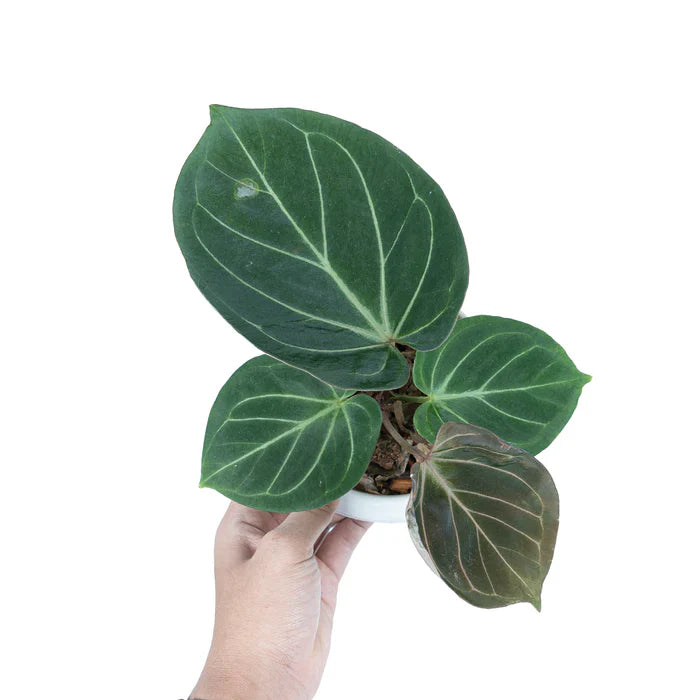 Lush Anthurium 'King of Spades' leaves close-up – Rare Velvet Foliage Plant variegated foliage – buy online India