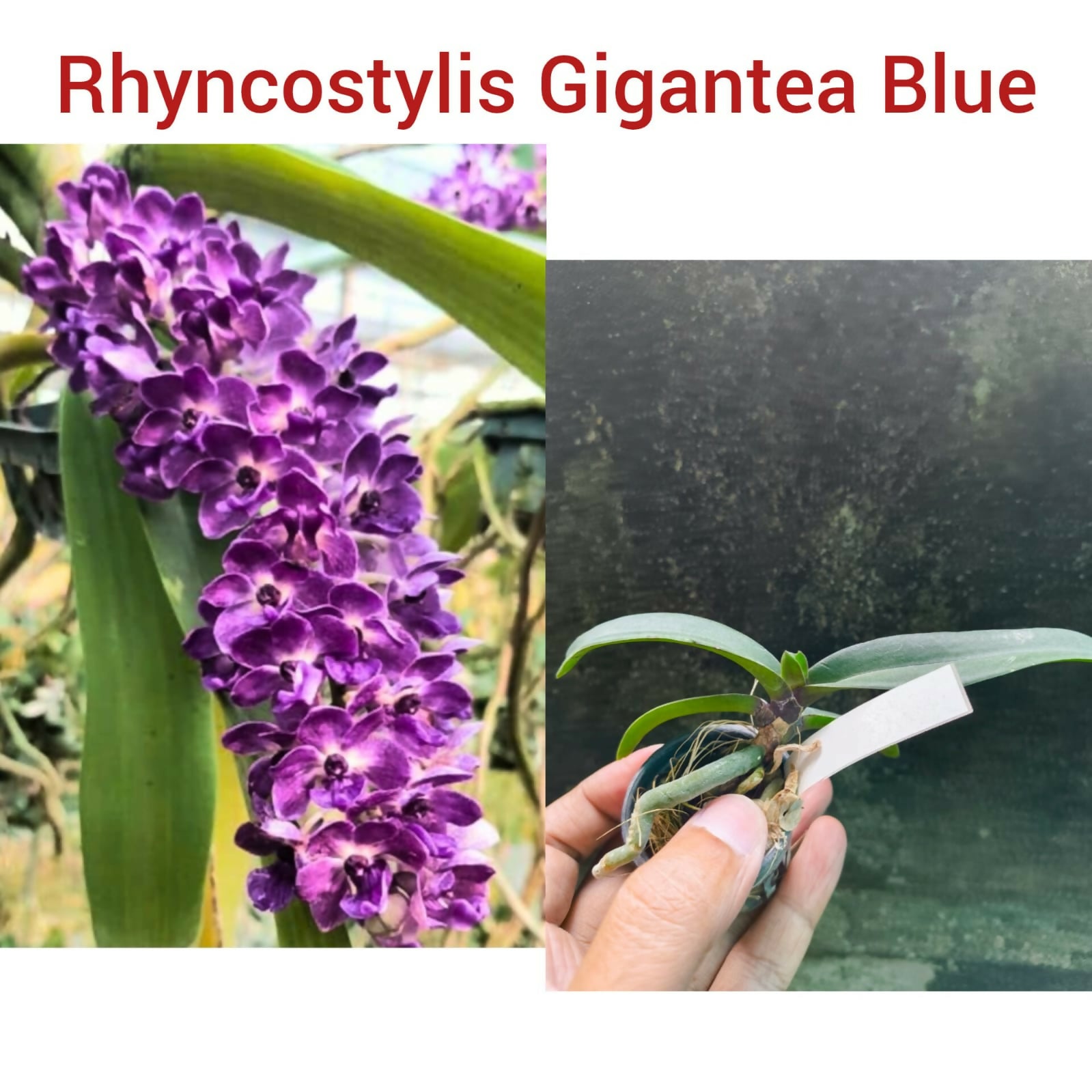 Rhyncostylis Orchid Gigantea Blue